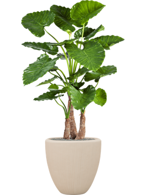 Alocasia calidora in Baq Polystone Plain - kunstplant Alocasia calidora in Baq Polystone Plain - kunstplant