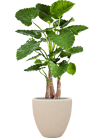 Alocasia calidora in Baq Polystone Plain - kunstplant