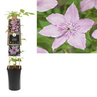 Clematis Hagley Hybrid - bosrank 75 cm - thumbnail