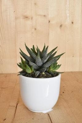 Haworthia in witte pot Zebraplant Warentuin Natuurlijk - Warentuin natuurlijk
