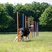 Trixie Trixie dog activity agility slalom stokken blauw / oranje - thumbnail