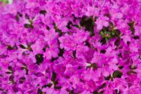 Japanse Azalea - thumbnail