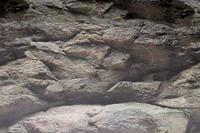 Superfish deco poster b2 60x49 cm