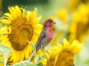 Tuinposter Zonnebloem 7