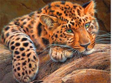 Diamond painting dieren - super aanbieding met korting