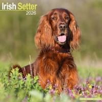 Irish Setter Calendar 2026 Square Dog Breed Wall Calendar - 16 Month