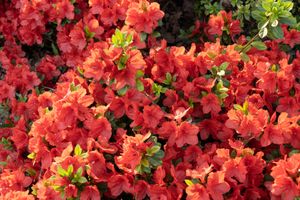 Japanse Azalea