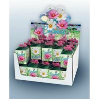 Cosmos mix greengift showdoos