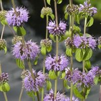 Polei (Mentha pulegium) moerasplant (6-stuks) - thumbnail