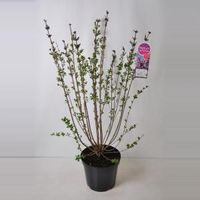 Dwergsering (syringa "Josee") - 90-120 cm - 1 stuks - thumbnail