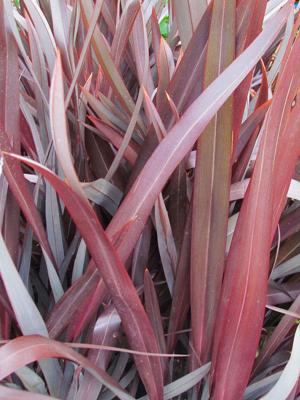 Phormium