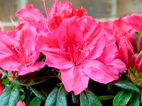 Japanse Azalea - thumbnail