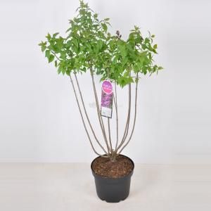 Sering (syringa vulgaris "Ruhm von Horstenstein") - 70-90 cm - 1 stuks