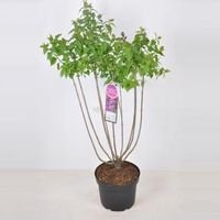 Sering (syringa vulgaris "Ruhm von Horstenstein") - 70-90 cm - 1 stuks - thumbnail