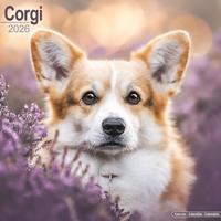 Corgi Calendar 2026 Square Dog Breed Wall Calendar - 16 Month