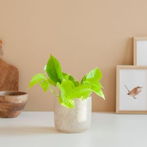 Scindapsus Neon - Epipremnum &apos;Golden Pothos&apos; - P12