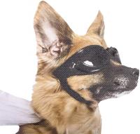 thumbsUp! autoraamsticker Ride with Hond 30,5 x 30 cm vinyl