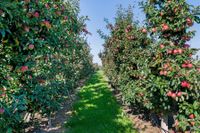 Dikke oude appelboom karakterstruik