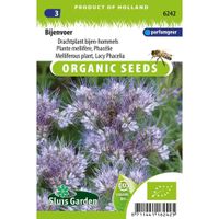 Phacelia tanacetifolia Phacelia (Drachtplant) - thumbnail