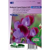 Lathyrus Odoratus zaden Cupanis Original 1699 reukerwt - thumbnail