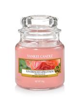 Yankee Candle Sun-Drenched Apricot Rose kaars Rond Roze, Transparant Abrikoos, Roze 1 stuk(s)