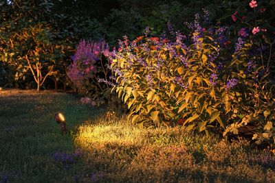 Paulmann P+S Spot Sting 2200K 94728 Verlichtingssysteem Plug&Shine LED-tuinspot uitbreidingsset LED 6.3 W Goud Antraciet