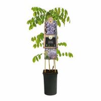 Blauwe regen (Wisteria Sinensis "Prolific") klimplant 70 cm - thumbnail