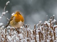 Tuinposter Winter Roodborstje - thumbnail