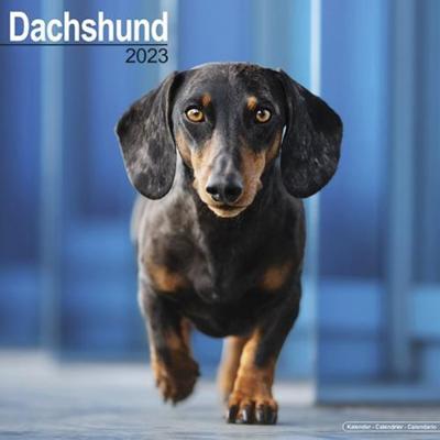 Kalender - 2023 Dachshund - Kalender (9781839416965) Kalender - 2023 Dachshund - Kalender (9781839416965)