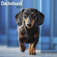 Kalender - 2023 Dachshund - Kalender (9781839416965)
