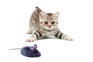 HexBug Mouse Cat Toy Robot bouwpakket