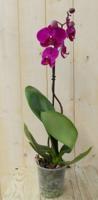 Vlinderorchidee Tak roze 60 cm Phalaenopsis Warentuin Natuurlijk - Warentuin natuurlijk