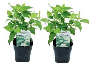 Set van 2 Hydrangea Annabelle