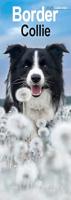 Border Collie Slim Calendar 2026 Dog Breed Slimline Calendar - 12 Month