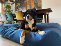 Dog's Companion® Hondenbed Strong Vancouver blue