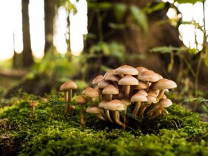 Tuinposter Paddestoelen 5