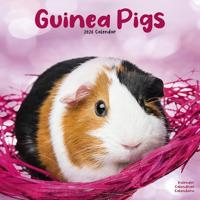 Guinea Pigs Calendar 2026 Square Animal Wall Calendar - 16 Month