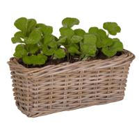 Planten/bloemen mand Levi - rotan - naturel - rechthoekig - 40 x 15 x 17 cm - plantenbak buiten