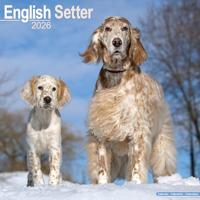 English Setter Calendar 2026 Square Dog Breed Wall Calendar - 16 Month