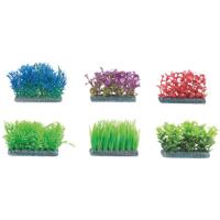 Aquarium plant Voorgrond - +/- 5 x 5 cm 5 cm Flamingo Willekeurig