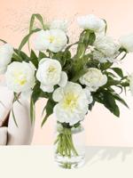 10 witte pioenrozen - Duchesse de Nemours