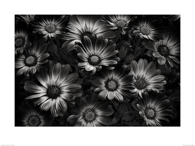 Bloemen in Zwart-Wit Art Print Dennis Frates 60x80cm