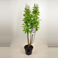 Sering (syringa villosae "Telimena") - 90-120 cm - 1 stuks