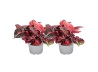 Iresine Herbstii 'Rich Red Star' (rood) - set van 2