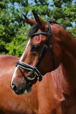 Döbert Hoofdstel Stallmeister Veere Döbert Hoofdstel Stallmeister Veere