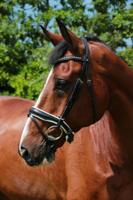 Döbert Hoofdstel Stallmeister Veere