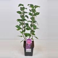 Sering (syringa vulgaris "Ruhm von Horstenstein") - 50-70 cm - 1 stuks - thumbnail