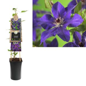 Clematis The President - bosrank 75 cm