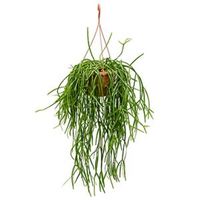 Rhipsalis trigona hangplant - thumbnail