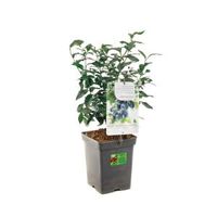 Bosbes (vaccinium corymbosum "Bluecrop") fruitplanten - In 5 liter pot - 1 stuks - thumbnail